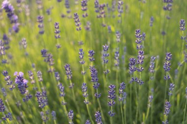 Provence, Fransa bir alanda gün batımında çiçek açan lavanta