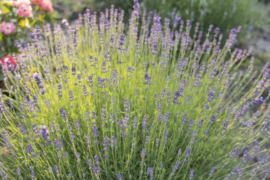 Provence, Fransa bir alanda gün batımında çiçek açan lavanta