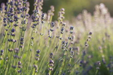 Provence, Fransa bir alanda gün batımında çiçek açan lavanta