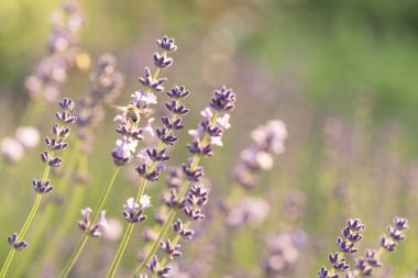 Provence, Fransa bir alanda gün batımında çiçek açan lavanta