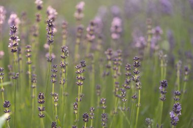 Provence, Fransa bir alanda gün batımında çiçek açan lavanta