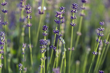 Provence, Fransa bir alanda gün batımında çiçek açan lavanta