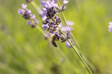Provence, Fransa bir alanda gün batımında çiçek açan lavanta