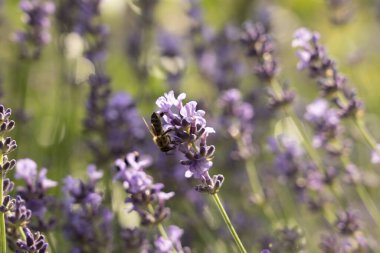 Provence, Fransa bir alanda gün batımında çiçek açan lavanta