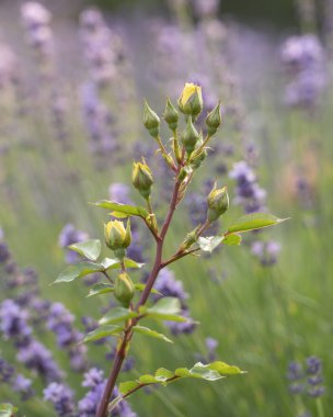 Mor lavanta çiçeği bitkisi ve baharat arkaplan dokusu. Menekşe lavanta tarlasında gün batımı. Valensole lavanta tarlaları, Provence, Fransa.