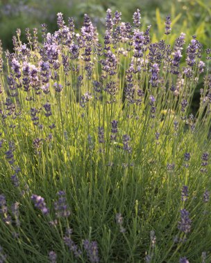 Mor lavanta çiçeği bitkisi ve baharat arkaplan dokusu. Menekşe lavanta tarlasında gün batımı. Valensole lavanta tarlaları, Provence, Fransa.