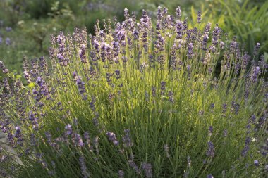 Mor lavanta çiçeği bitkisi ve baharat arkaplan dokusu. Menekşe lavanta tarlasında gün batımı. Valensole lavanta tarlaları, Provence, Fransa.