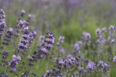 Mor lavanta çiçeği bitkisi ve baharat arkaplan dokusu. Menekşe lavanta tarlasında gün batımı. Valensole lavanta tarlaları, Provence, Fransa.
