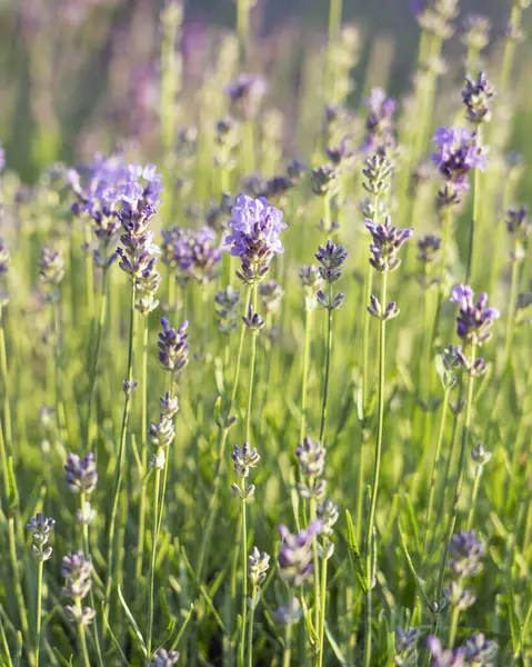 stock image Blooming lavender in a field at sunset in Provence, France