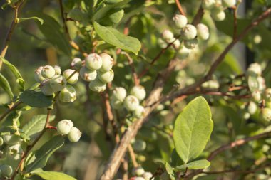 Olgun yaban mersini (bilberry) bir yabanmersini çalısı üzerinde doğa arka planda.