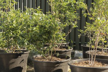 Yaban mersini çalılarını gübreli ve topraklı büyük kaplarda özenle dikmek. Bahçe işleri ve bitki yetiştirme kavramı.