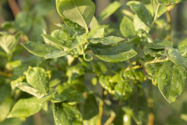 Olgun yaban mersini (bilberry) bir yabanmersini çalısı üzerinde doğa arka planda.