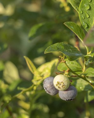 Soğuk suyla kaplanmış taze toplanmış yabanmersini. Kırsal bir masada yeşil yapraklı sulu ve taze yaban mersini. Yabanmersinli antioksidan. Konsept