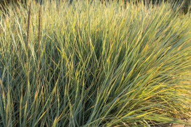Gün batımında uzun sarı-yeşil yabani otlar