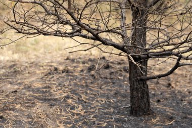 Yangından sonra orman, güçlü bir yangından sonra kozalaklı ağaçların kalıntıları. Yakın çekimde yanmış çam ağacı gövdesi. Yüksek kalite fotoğraf