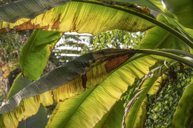 Muz ağacı dalları ve muz çiçekleri geniş palmiye yaprakları tropikal muz yaprağı dokusu