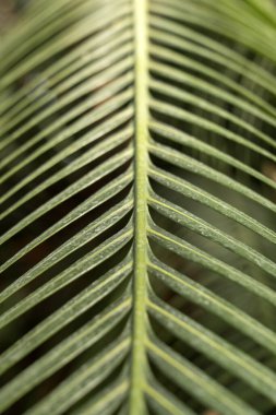 Yeşil bali tarzı şablon arka plan, yeşil palmiye ve muz yapraklı egzotik tropikal duvar