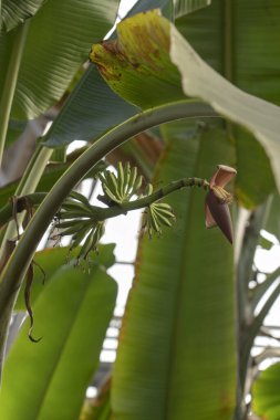 Muz ağacı dalları ve muz çiçekleri geniş palmiye yaprakları tropikal muz yaprağı dokusu