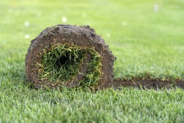 Bahçıvanlık. Yeni bir çim için çimenlik. Baharda bahçeye bir tomar çim konur..