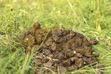 Dışkı atı yere düştü.