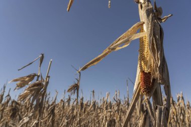 Mısır tarlasında kurutulmuş mısır koçanları..