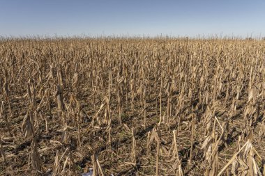 Mısır tarlasında kurutulmuş mısır koçanları..