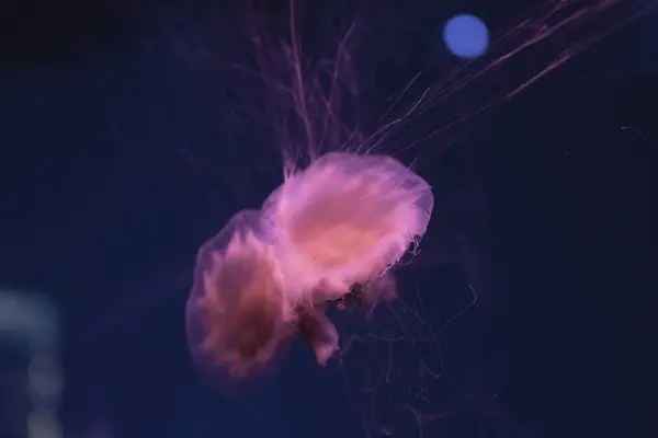 Fluorescent jellyfish swimming underwater aquarium pool with red neon light. The Lion\'s mane jellyfish, Cyanea capillata also known as giant jellyfish, arctic red jellyfish, hair jelly