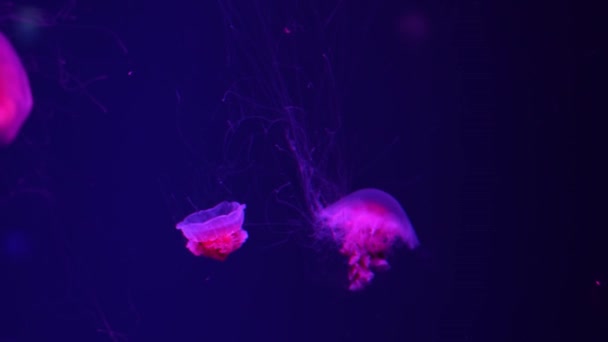 Fluorescenční Medúzy Plavající Pod Vodou Akvarijního Bazénu Červeným Neonovým Světlem — Stock video