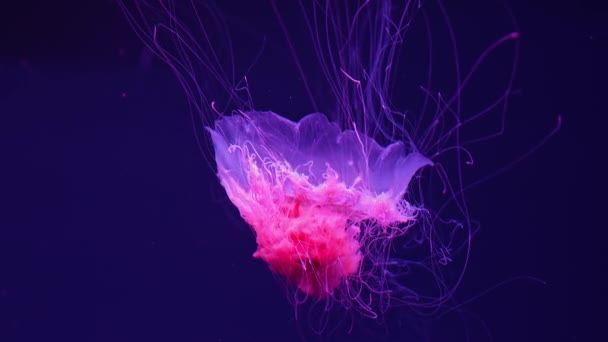 含红霓虹灯的荧光水母在水族馆游泳池中游泳 狮子的鬃毛水母 Cyanea Capillata也被称为巨型水母 北极红水母 毛发水母 — 图库视频影像