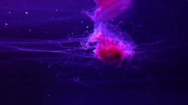 Floresan denizanası su altında kırmızı neon ışıklı akvaryum havuzunda yüzüyor. Aslan yelesi denizanası, siyanea kapillata aynı zamanda dev denizanası, arktik kırmızı denizanası, saç denizanası olarak da bilinir.