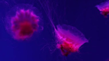 Floresan denizanası su altında kırmızı neon ışıklı akvaryum havuzunda yüzüyor. Aslan yelesi denizanası, siyanea kapillata aynı zamanda dev denizanası, arktik kırmızı denizanası, saç denizanası olarak da bilinir.
