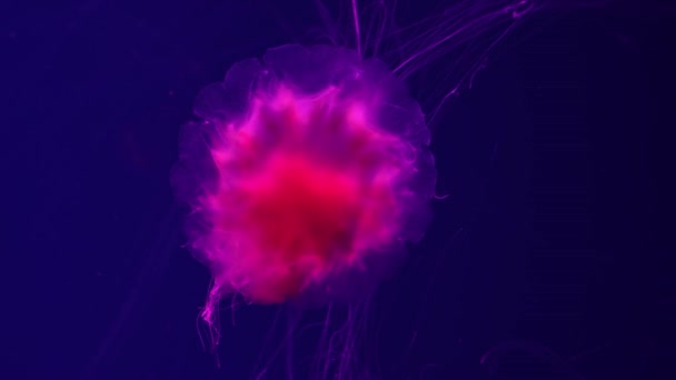 Medusas Fluorescentes Nadando Piscina Subaquática Aquário Com Luz Néon Vermelho — Vídeo de Stock