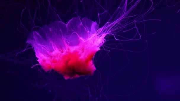 Medusas Fluorescentes Nadando Piscina Del Acuario Submarino Con Luz Neón — Vídeos de Stock