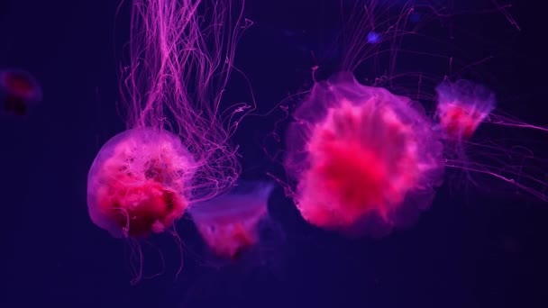 Fluorescent Jellyfish Swimming Underwater Aquarium Pool Red Neon Light Lion — Stock Video