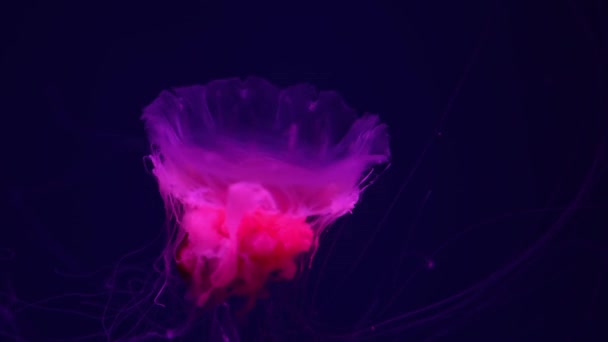 Fluoreszierende Quallen Schwimmen Unterwasseraquarium Mit Rotem Neonlicht Die Mähnenqualle Des — Stockvideo