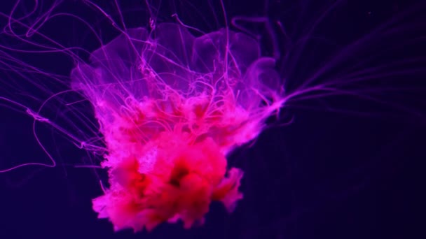 Флуоресцентні Медузи Плавають Підводним Акваріумним Басейном Червоним Неоновим Світлом Маневри — стокове відео