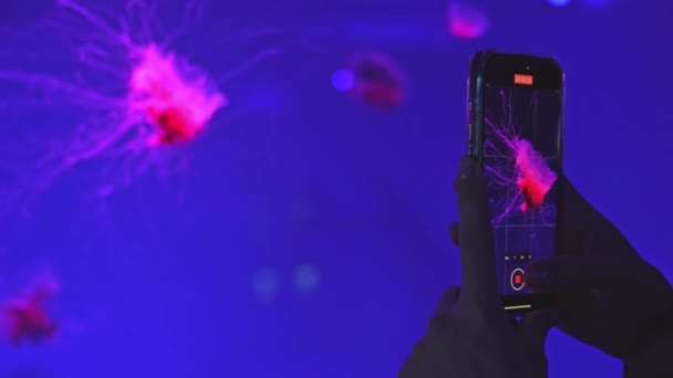 Medusas Fluorescentes Nadando Piscina Del Acuario Submarino Con Luz Neón — Vídeo de stock
