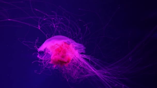 Флуоресцентные Медузы Плавающие Водой Аквариуме Красным Неоновым Светом Львиная Грива — стоковое видео
