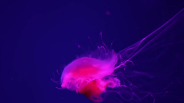 Флуоресцентные Медузы Плавающие Водой Аквариуме Красным Неоновым Светом Львиная Грива — стоковое видео