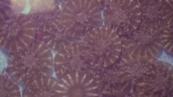 底のクラゲであるクラゲ カシオペア アンドロメダ は毒のある触手を持つ体で脈動する — ストック動画
