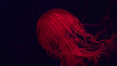 Chrysaora fuscescens, Pasifik Okyanusu 'na özgü bir serbest yüzme scyphozoan türüdür ve yaygın olarak Pasifik deniz ısırganı ya da Batı Kıyısı deniz ısırganı olarak bilinir..