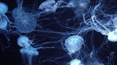 Bir grup floresan denizanası yeşil neon ışığıyla akvaryum havuzunda su altında yüzer. Atlantik deniz ısırgan otu chrysaora quinquecirrha mavi su, okyanus. Theriology, turizm, dalış, sualtı yaşamı.