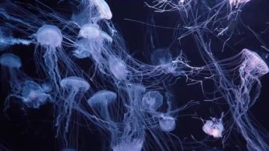Bir grup floresan denizanası yeşil neon ışığıyla akvaryum havuzunda su altında yüzer. Atlantik deniz ısırgan otu chrysaora quinquecirrha mavi su, okyanus. Theriology, turizm, dalış, sualtı yaşamı.