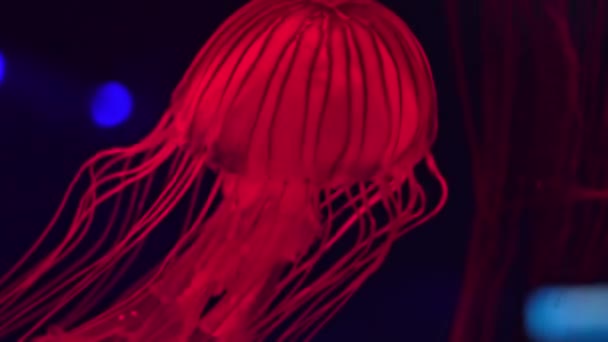 Chrysaora Fuscescens Pasifik Okyanusu Özgü Bir Serbest Yüzme Scyphozoan Türüdür — Stok video