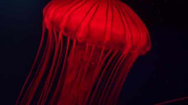 Chrysaora Fuscescens Pasifik Okyanusu Özgü Bir Serbest Yüzme Scyphozoan Türüdür — Stok video