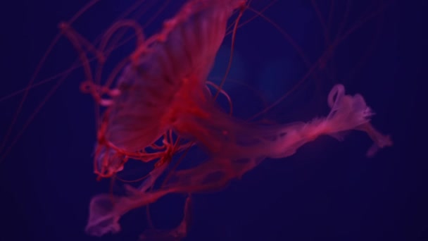 Chrysaora Fuscensens Обыкновенный Свободно Плавающий Сцифозой Родившийся Тихом Океане Известный — стоковое видео