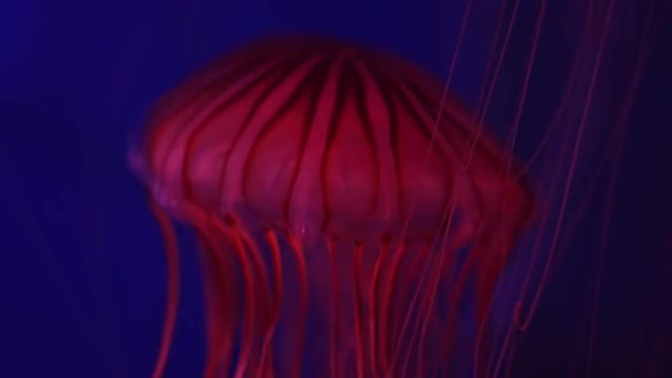 Chrysaora Fuscescens 是原产于太平洋的一种常见的自由游动扇贝 俗称太平洋荨麻或西海岸荨麻 — 图库视频影像