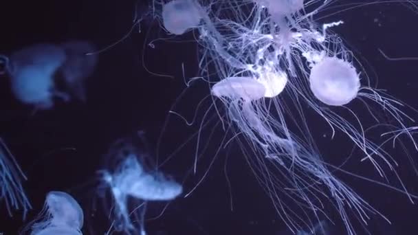 Eine Gruppe Fluoreszierender Quallen Schwimmt Unter Wasser Aquarium Mit Grünem — Stockvideo