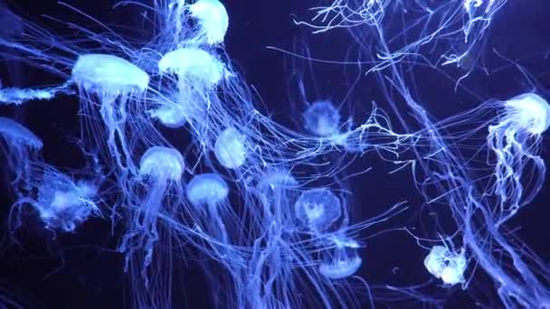 Grupp Fluorescerande Maneter Simmar Vattnet Akvarium Pool Med Grönt Neonljus — Stockvideo