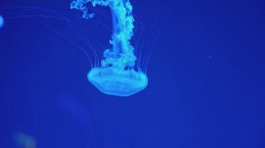 Bir grup floresan denizanası yeşil neon ışığıyla akvaryum havuzunda su altında yüzer. Atlantik deniz ısırgan otu chrysaora quinquecirrha mavi su, okyanus. Theriology, turizm, dalış, sualtı yaşamı.